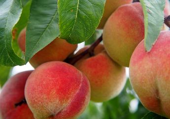 Bentuknya Seperti Apel Berbulu, Kenalan dengan Buah Peach, yuk!