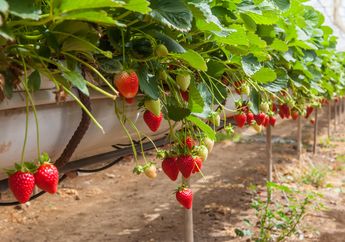 6 Buah Ini Bisa Ditanam dengan Cara Hidroponik, lo! Coba Tanam, yuk