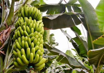 Unik! Makan Pisang Pakai Sambal Khas Gorontalo, Bagaimana Rasanya, ya?