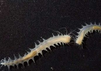 Cacing Laut Berukuran Kecil Ternyata Bisa Menghasilkan Suara Keras di Laut