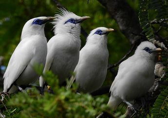 Jadi Maskot Pulau Bali, Kenalan dengan Burung Jalak Bali, yuk!