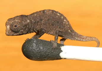 Seperti Komodo, Hewan-Hewan Ini Hanya Hidup di Satu Tempat, Apa Saja?