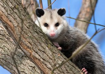 Virginia Opossum, Hewan yang Pandai Menipu Menghindari Ancaman