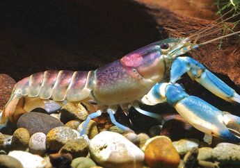 Unik, Udang Ini Punya Warna Cantik dan Corak Seperti Galaksi, lo!