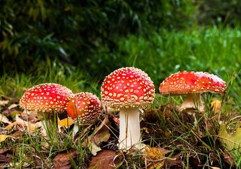 Meski Beracun, Jamur Amanita Rupanya Simbol Keberuntungan, lo!