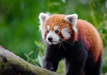 Tak Hanya Hitam Putih, Ada Panda Merah Juga, lo! Ini Dia Fakta Uniknya