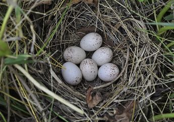 Wah, Anak Burung Ternyata Sudah Bisa Saling Berkomunikasi Sejak di Dalam Telur