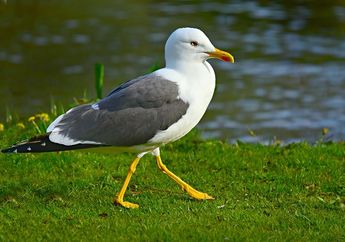 5 Fakta Unik Burung Camar, Bisa Bertahan Hidup dengan Minum Air Asin