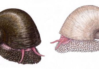 Wah, Ada Siput Laut yang Punya Cangkang dari Zat Besi! Apa Gunanya?
