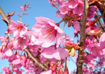 Tidak Hanya Cantik, Bunga Sakura Juga Bisa Jadi Bahan Makanan, lo!