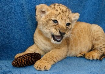 Yuk, Berkenalan dengan Bahati, Singa yang Jadi Model Wajah Simba di Film The Lion King