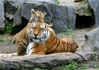Apa Jadinya Jika Seluruh Spesies Harimau Punah? #AkuBacaAkuTahu
