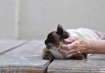 Menurut Sains, Ada Cara Tepat Mengelus Kucing, lo! Seperti Apa, ya?
