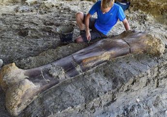 Wah, Peneliti Temukan Tulang Paha Dinosaurus Seberat 500 Kilogram!