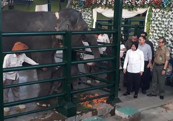 Wah, Bayi Gajah Sumatra di Kebun Binatang Surabaya Diberi Nama Dumbo!