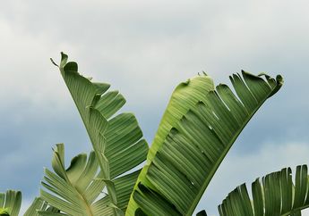 Selain Buah Pisang, Apa Daun Pisang Juga Bisa Dimakan? #AkuBacaAkuTahu