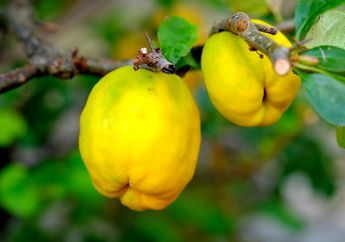 Sudah Ada Sejak Sebelum Masehi, Kenalan dengan Buah Quince, yuk!