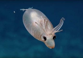 Cumi Piglet, Cumi Langka di Laut Dalam yang Punya 'Rambut'