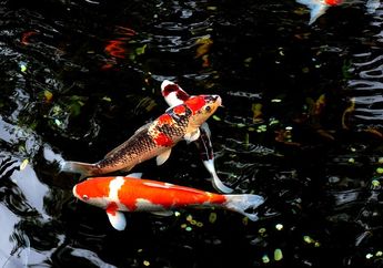 Apakah Ikan Air Tawar Bisa Hidup di Air Asin dan Sebaliknya? #AkuBacaAkuTahu