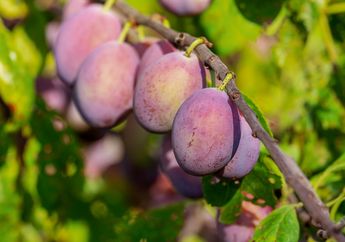 Bisa Meningkatkan Daya Ingat, Kenalan dengan Buah Plum, yuk!
