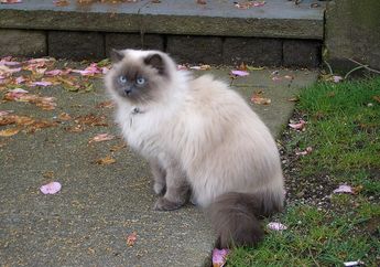 Fakta Kucing Persia Himalaya, Hasil Persilangan Dua Kucing yang Berbeda