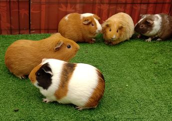 Meski Bernama Guinea Pig, Hewan Ini Termasuk Tikus, lo! Ini 7 Faktanya