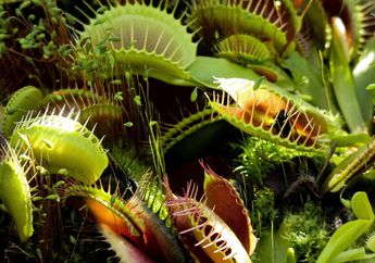 Jadi Tumbuhan Pemakan Serangga, Bisakah Venus Flytrap Menggigit Kita?