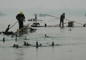 Ada Tradisi Memancing Ikan Bersama Burung di Berbagai Negara, Pernah Tahu?