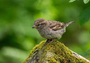 Tidak Bisa Langsung Terbang, Bagaimana Cara Anak Burung Belajar Terbang?