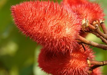 Bentuknya Mirip Rambutan, Ternyata ini Adalah Kesumba Keling