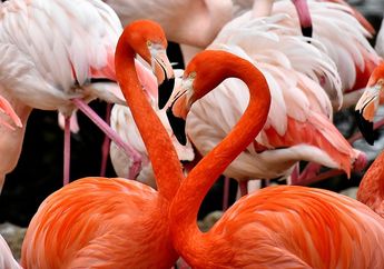Warna Asli Bulu Flamingo Bukan Merah Muda, lo! Apa Warna Aslinya? #AkuBacaAkuTahu