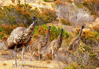 Burung Emu Merupakan Burung Terbesar di Australia yang Bisa Berlari Kencang, Cari Tahu Keunikan Lainnya, yuk!