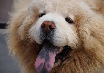 Lidah Anjing Chow Chow Berwarna Merah Muda saat Lahir, Kenapa Warnanya Berubah Menjadi Gelap saat Dewasa?