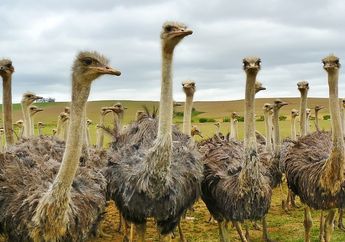 Terlihat Mirip, Ini Perbedaan Burung Emu dan Burung Unta, Jangan Tertukar, ya!