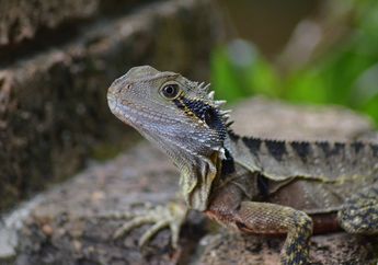 Bearded Dragon, Naga Berjanggut yang Ternyata Masuk Spesies Kadal