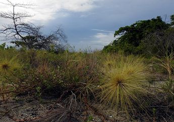 Punya Duri Tajam Seperti Landak, Kenalan dengan Rumput Lari, yuk!