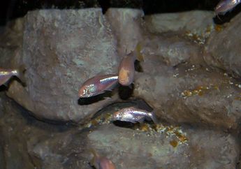 Blind Cavefish, Ikan Tanpa Mata yang Bisa Hidup dalam Gua yang Gelap