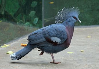 Punya Bulu dan Mahkota yang Cantik, Jenis Burung Apa Ini, ya?