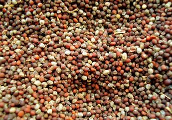 Biji Mustard, Rempah Penyedap yang Bisa Dijadikan Bahan Bakar Pesawat!