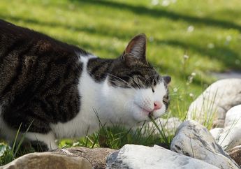Kucing Kesayangan Suka Makan Rumput, Apakah Berbahaya bagi Kesehatan?