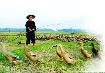 Ciri-Ciri Khusus Bebek: Mulai dari Leher yang Panjang Hingga Ekornya