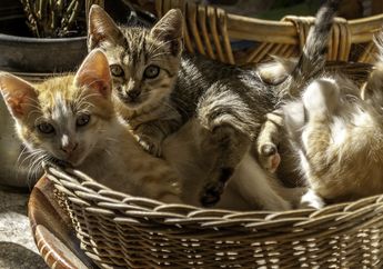 Jumlah Kucing Lebih Banyak dari Penduduknya, Inilah Pulau Tashirojima