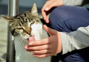 Kucing Peliharaan Sering Menjilati Pemiliknya, Ternyata Ia Sedang Memberi Tanda Khusus