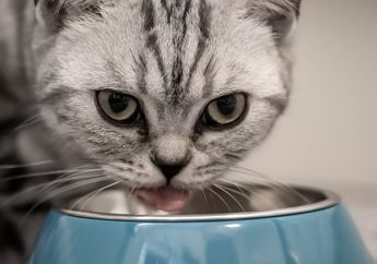 Benarkah Kucing Bisa Minum Air Garam? Ketahui Juga 4 Fakta Unik Lain dari Kucing