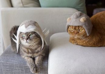 Wah, Tiga Ekor Kucing Ini Dipakaikan Topi yang Terbuat dari Bulunya Sendiri