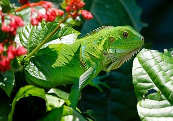 Reptil ini Dapat Mengubah Warna Tubuhnya, lo! Reptil Apa, ya?