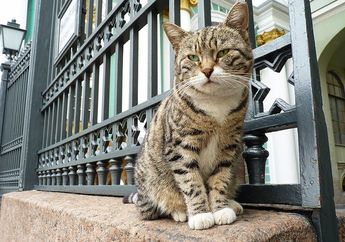 Ada Kucing yang Bertugas Menjadi Penjaga Museum, lo! Mau ke Sini?