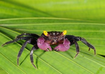 Dikenal dengan Nama Kepiting Vampir, Apa Keunikan Kepiting Ini, ya?