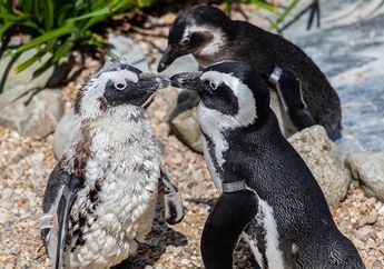 Unik, Sebuah Akuarium di New Zealand Membuat Penghargaan untuk Penguin Terbaik dan Ternakal