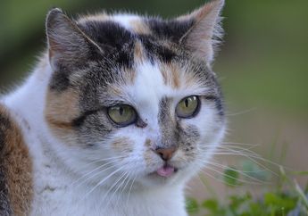 Kenapa Kucing Suka Menjulurkan Ujung Lidahnya Tanpa Sebab? #AkuBacaAkuTahu